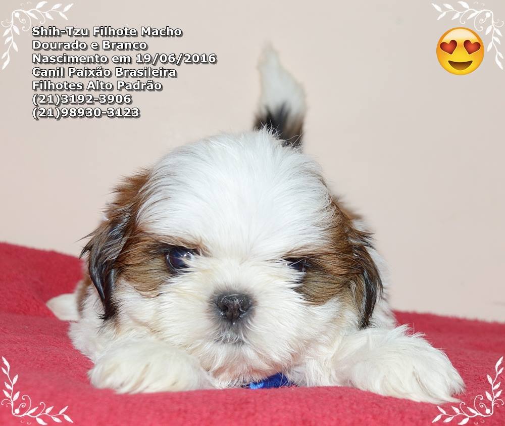 comprar cachorro filhote shih tzu